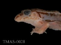 Dark-spotted frog Collection Image, Figure 4, Total 13 Figures